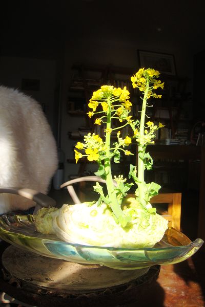 白菜花
